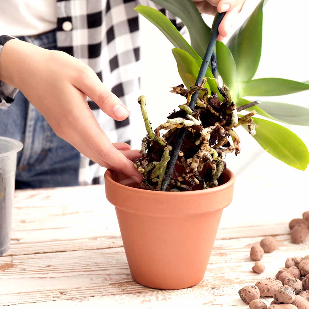 Phalaenopsis Orchidee verpotten