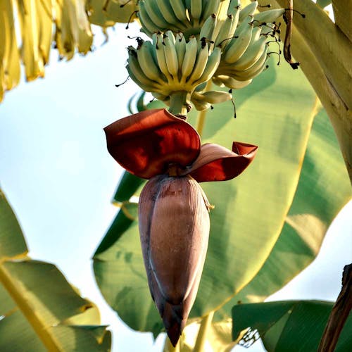 Musa plant Bananenplant bloeit