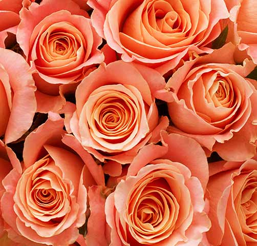 zalm kleur rozen in een zoom foto