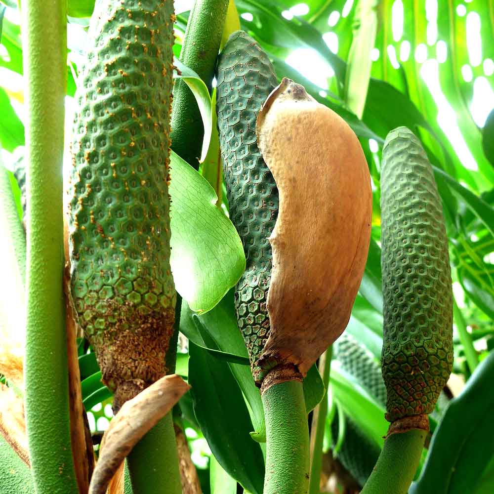 Bloeiende Philodendron