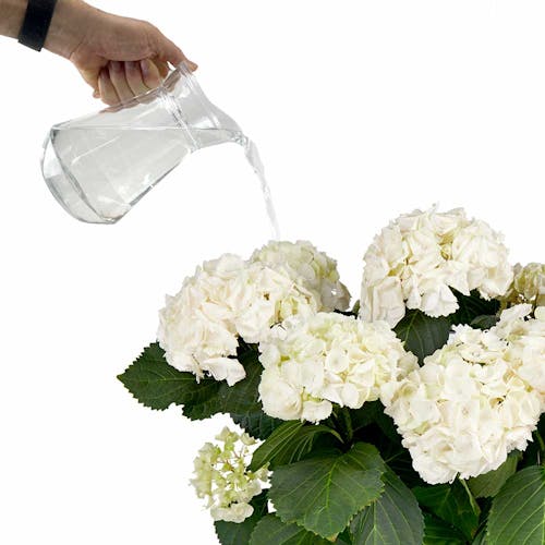 Hydrangea Hortensia water geven
