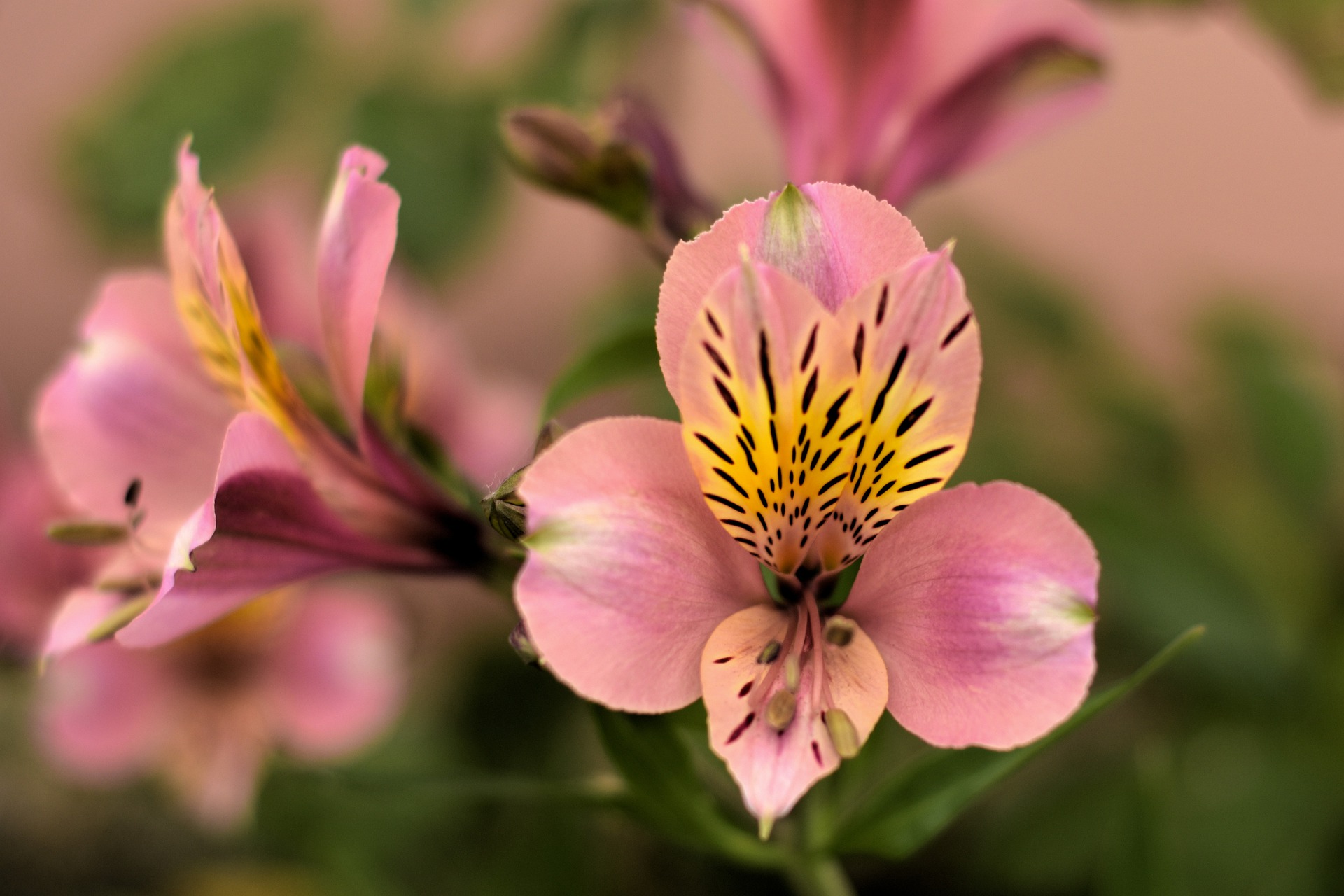 Alstroemeria tuinplant of snijbloem
