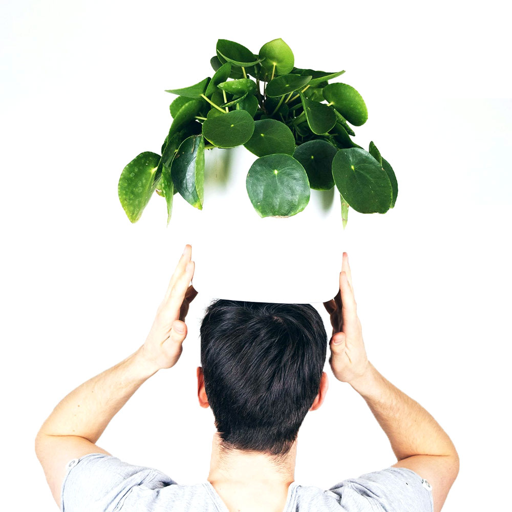 Pilea Peperomioides Pannenkoekenplant in pot