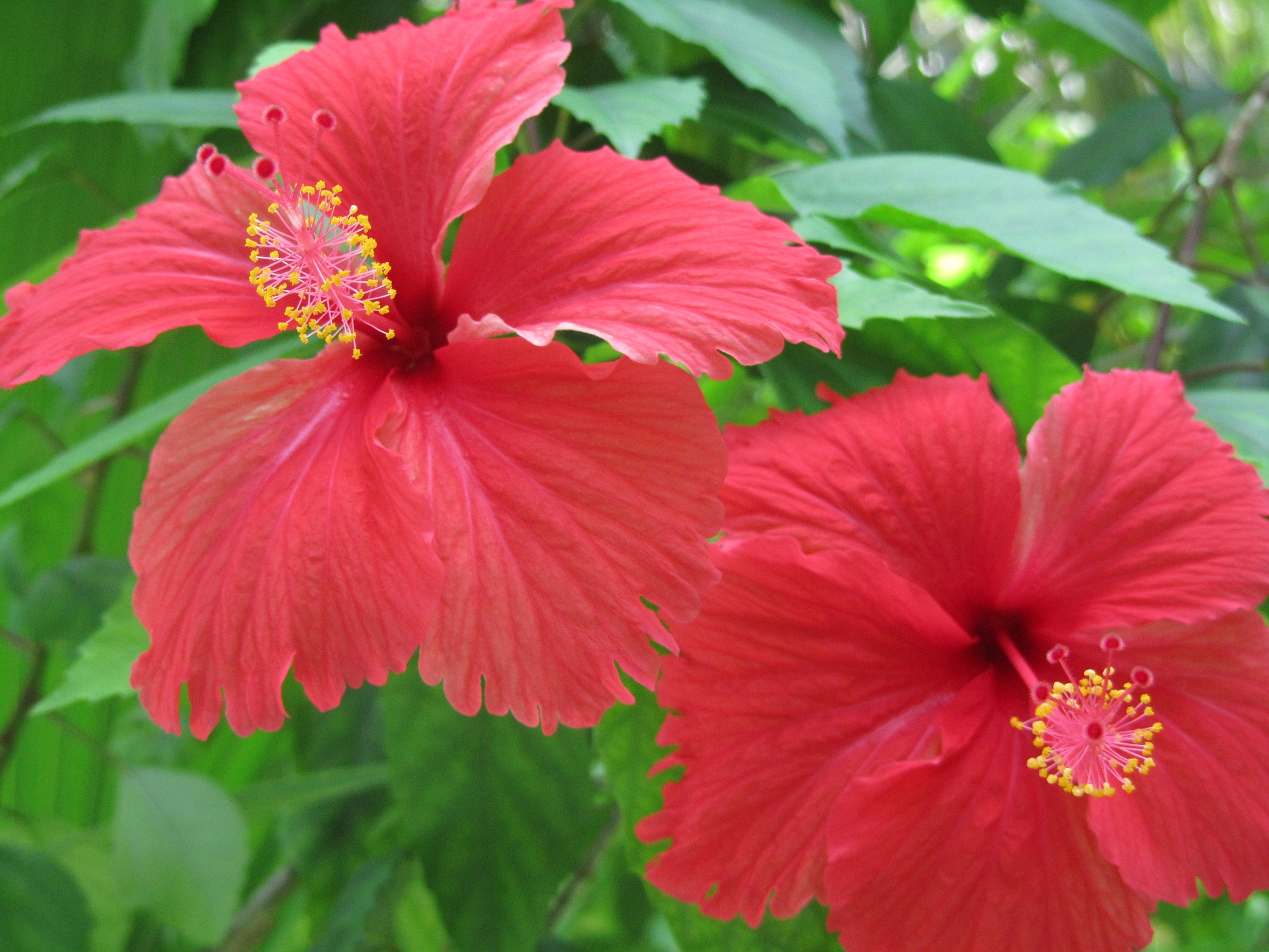 Hibiscus verzorging