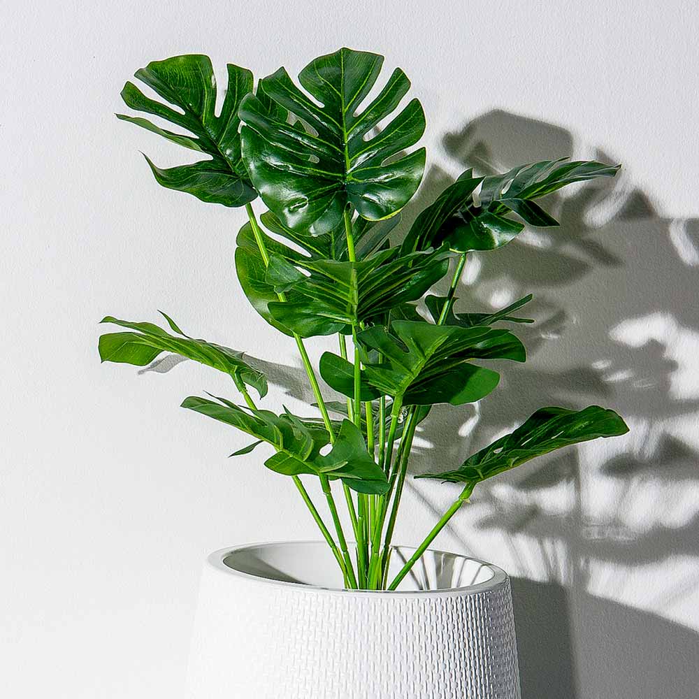 Monstera Gatenplant voeding