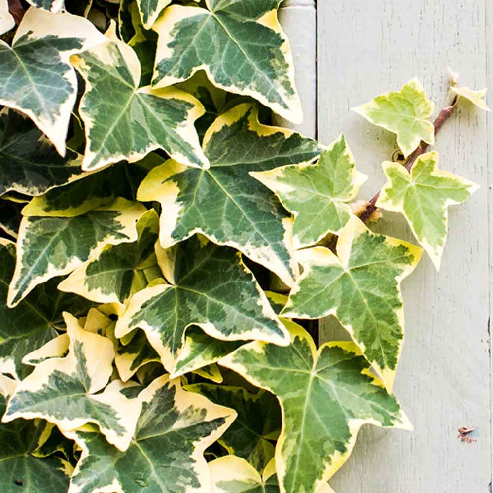 Hedera Klimop subsoorten