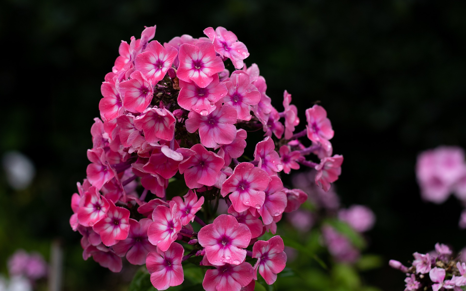 Phlox samenvatting
