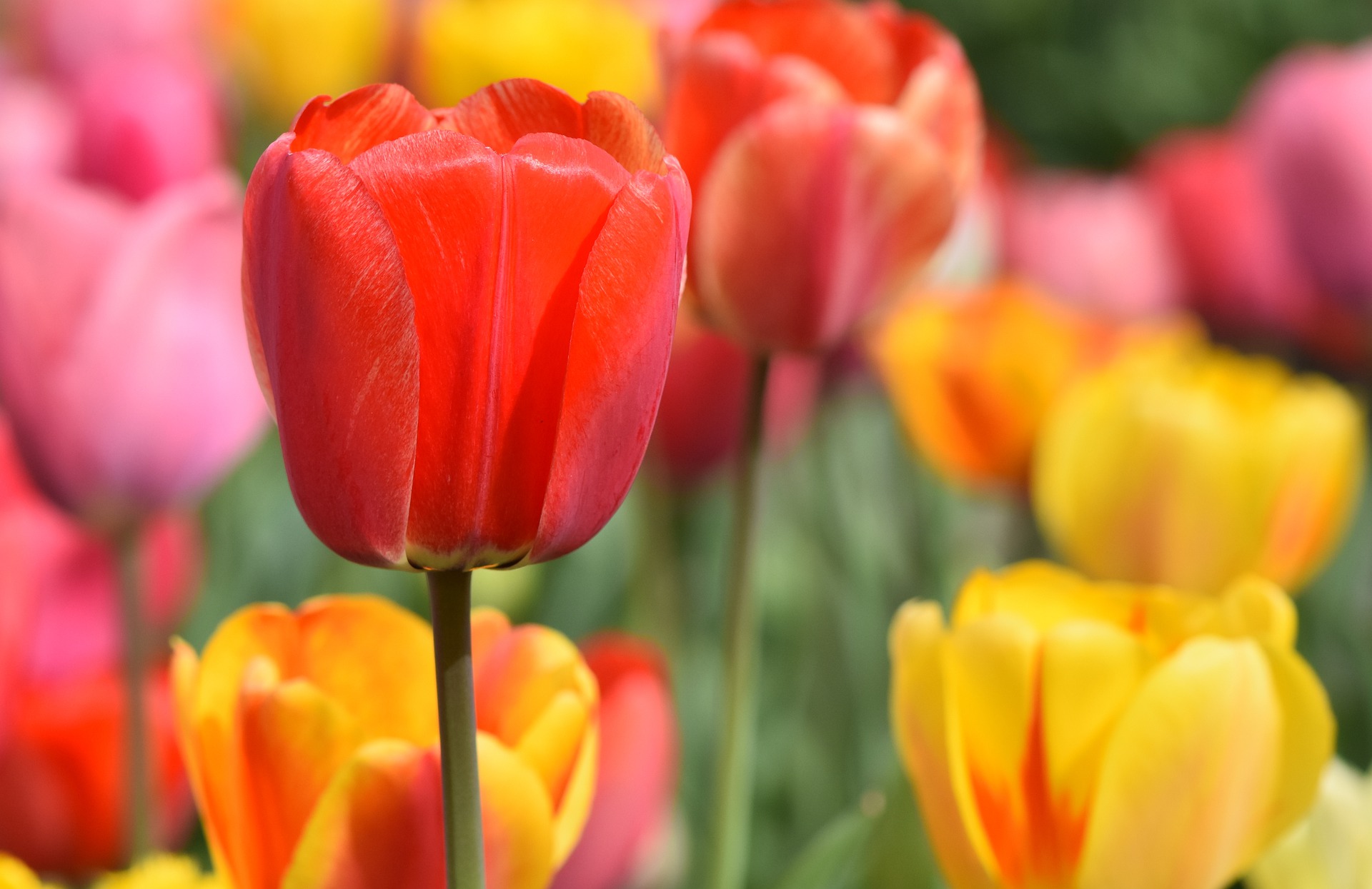 Tulpen geschiedenis