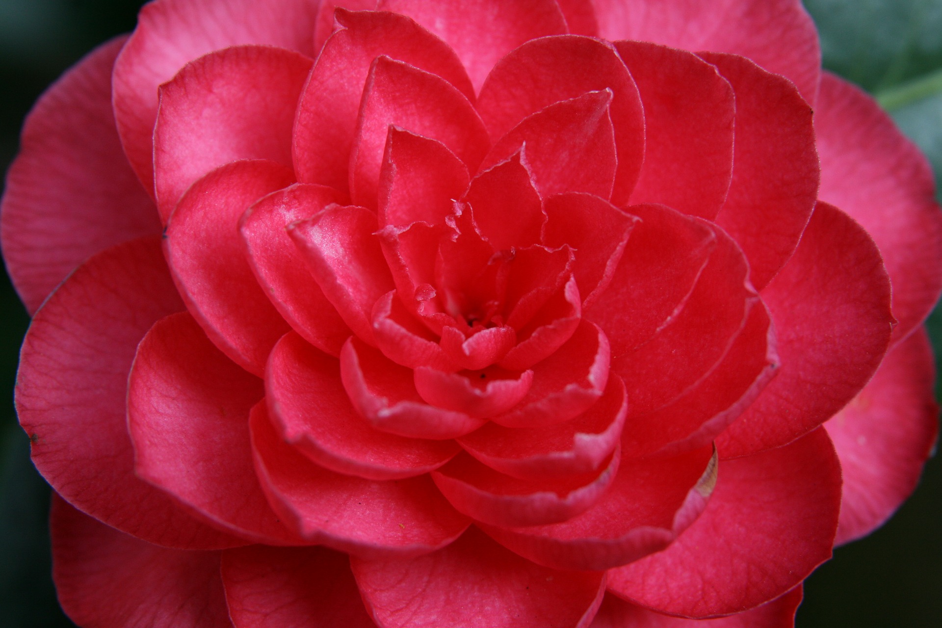 Camelia Verzorging