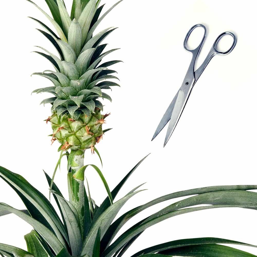Bromelia Ananas Ananasplant verzorging