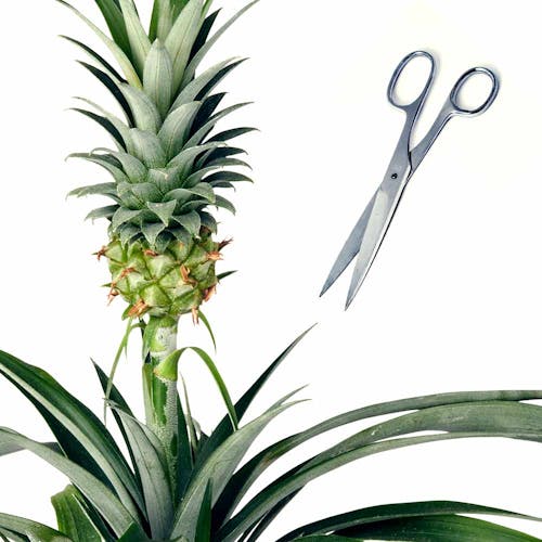 stapel opzettelijk Sitcom Het Beste Bromelia Ananasplant Verzorging