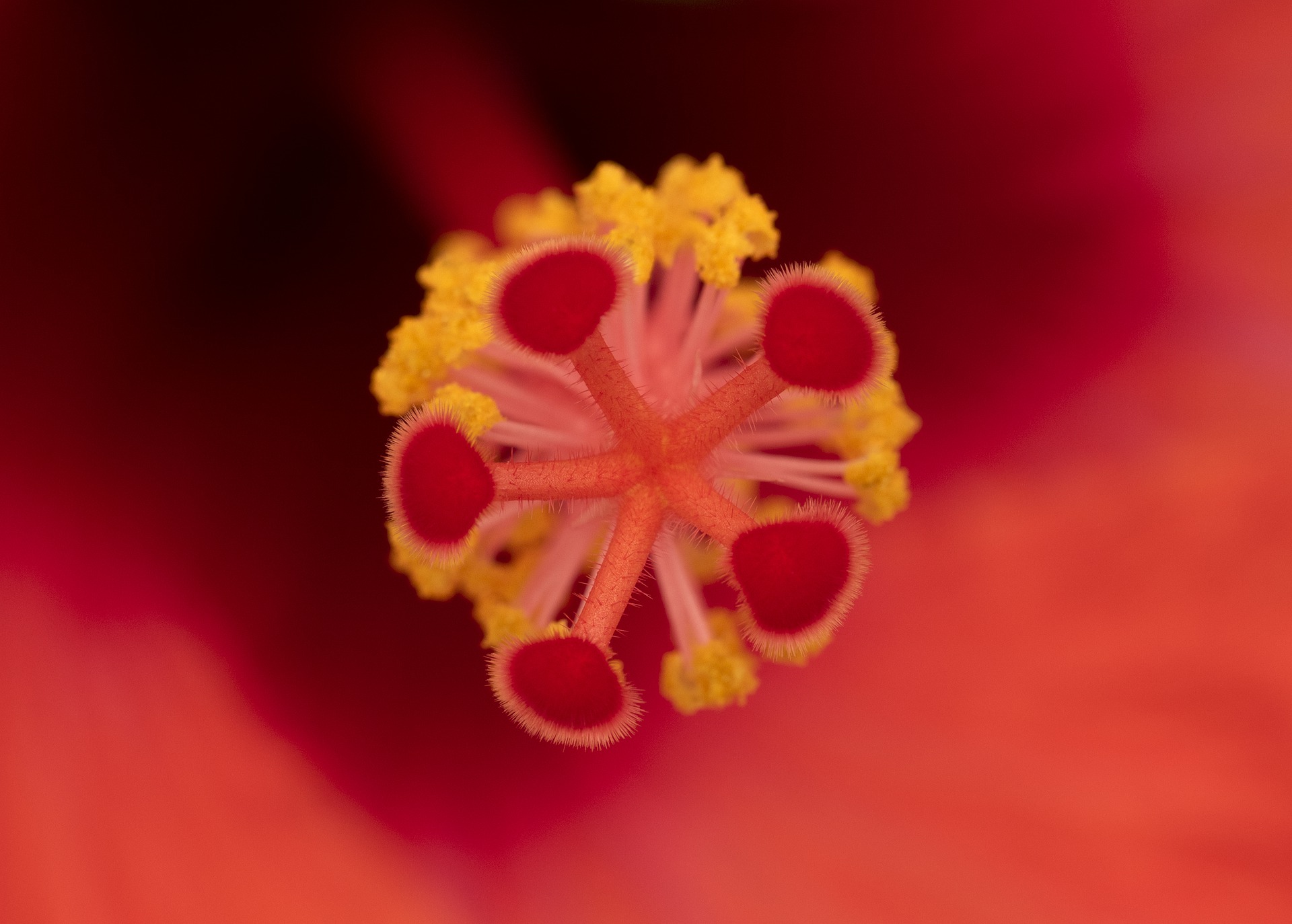 Hibiscus planten