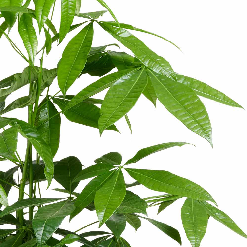 Pachira Aquatica Geldboom standplaats