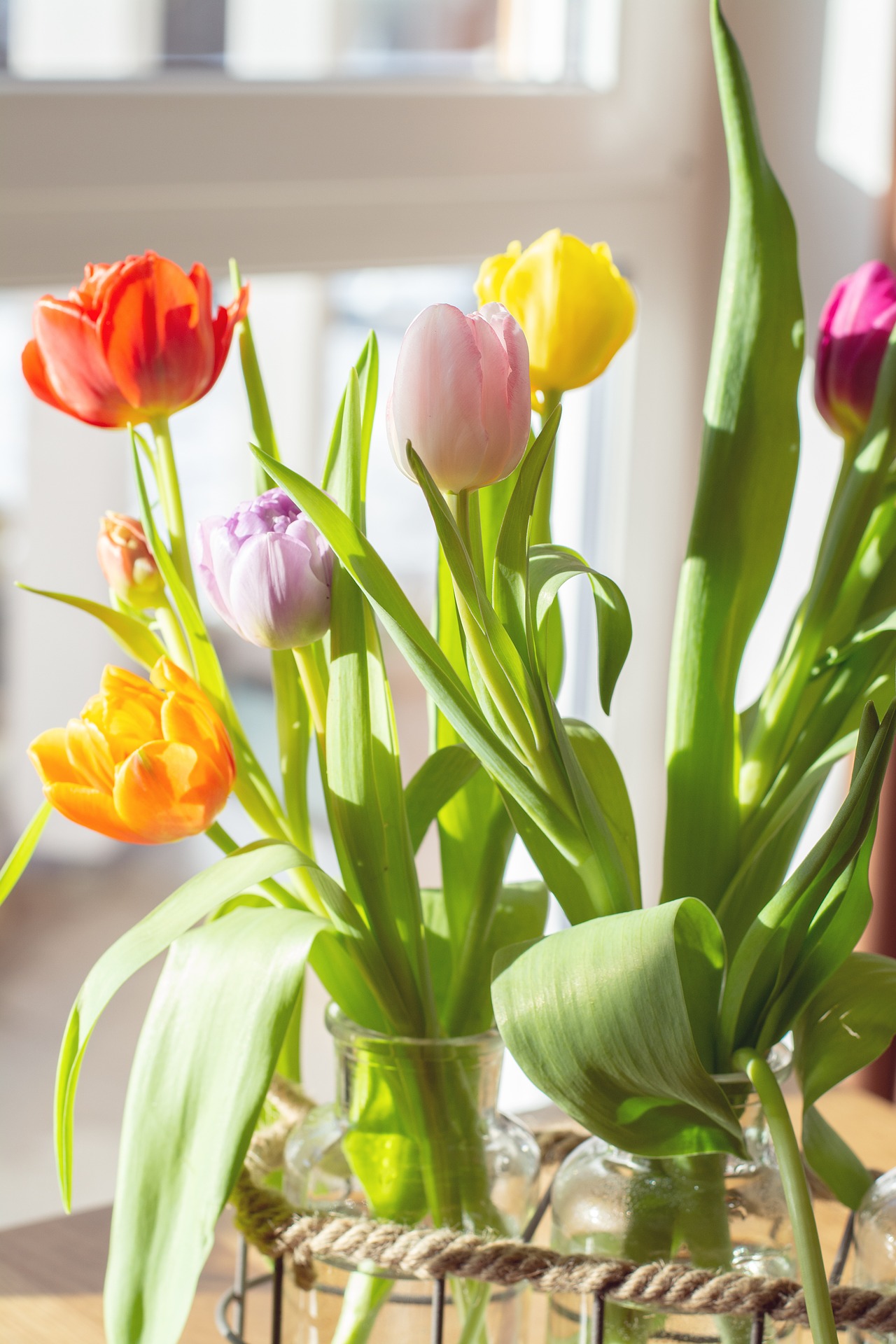 Tulpen Standplaats