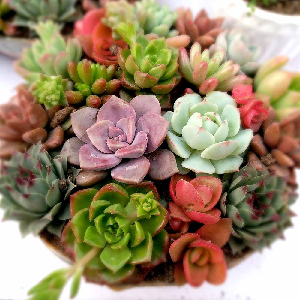 Succulent subsoorten