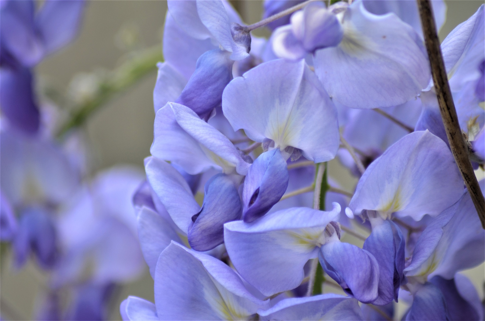 Blauwe regen Bloeitijd Seizoen