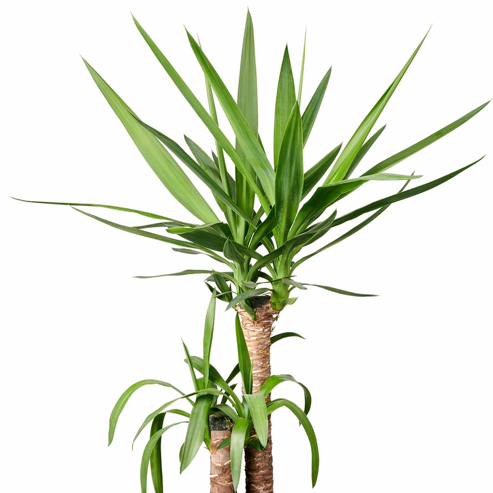 Yucca subsoorten