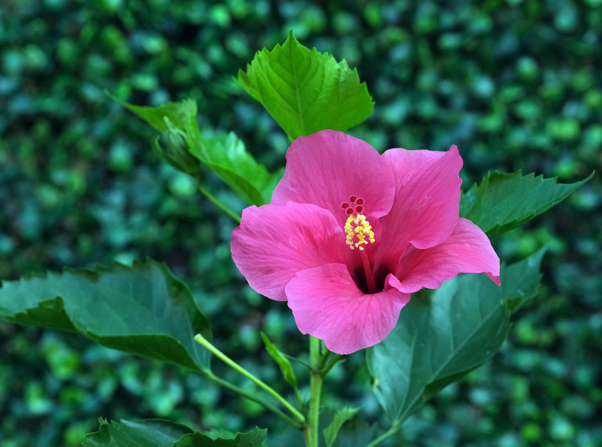 Hibiscus bewaren