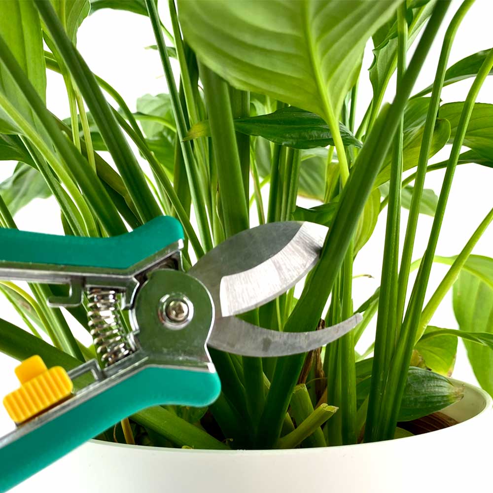 Spathiphyllum Lepelplant snoeien