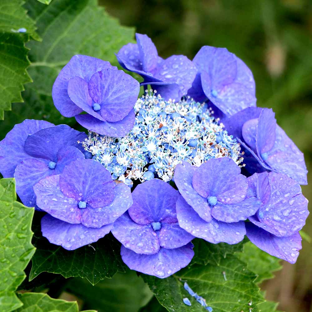 Hydrangea Hortensia bloeit