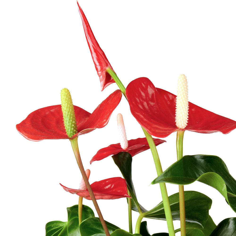 Anthurium Flamingoplant kenmerken