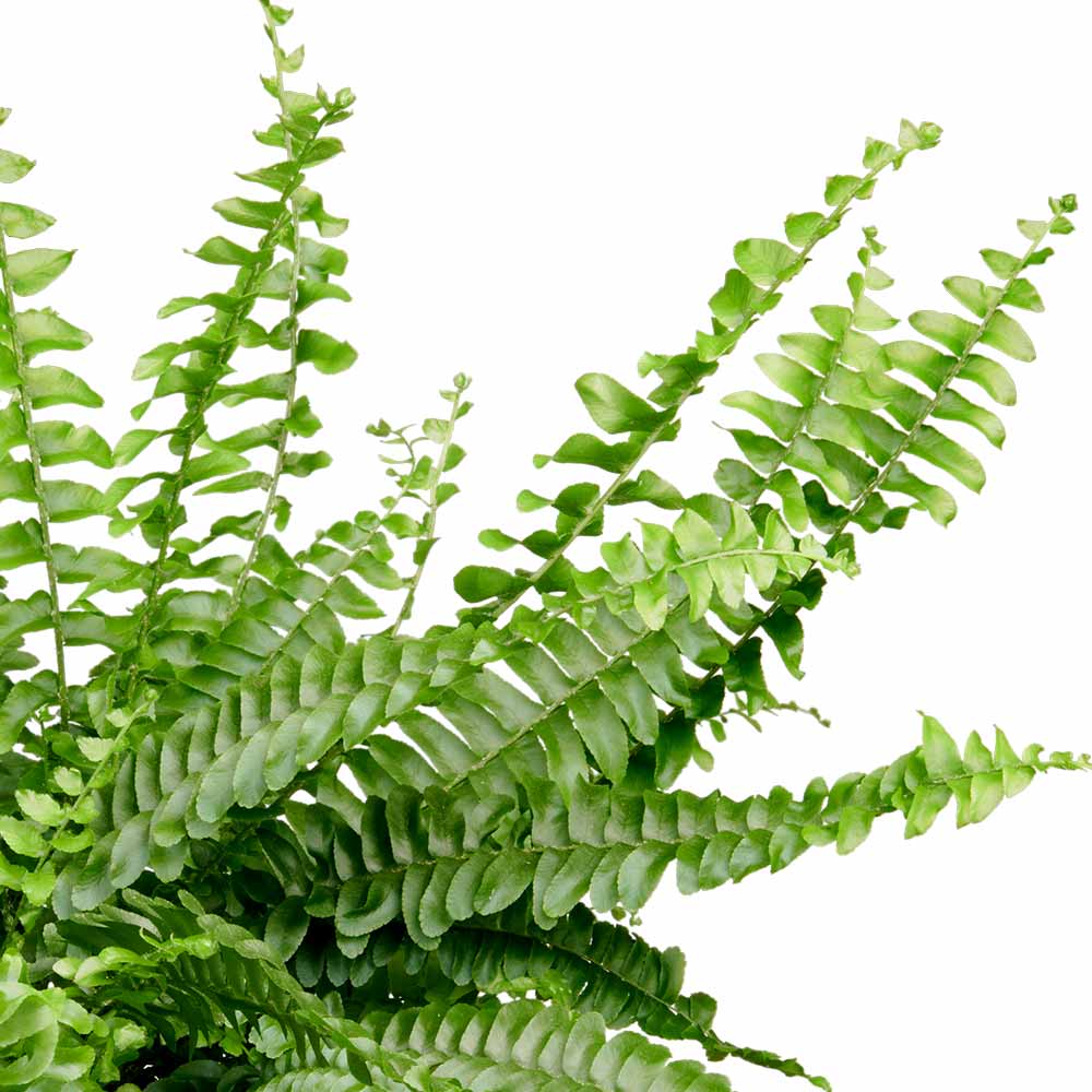 Nephrolepis Krulvaren subsoorten