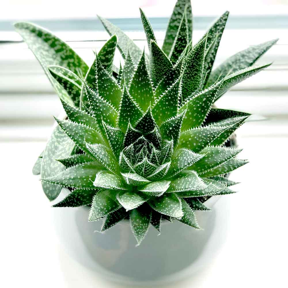 Aloë Vera plant standplaats, licht en warmte