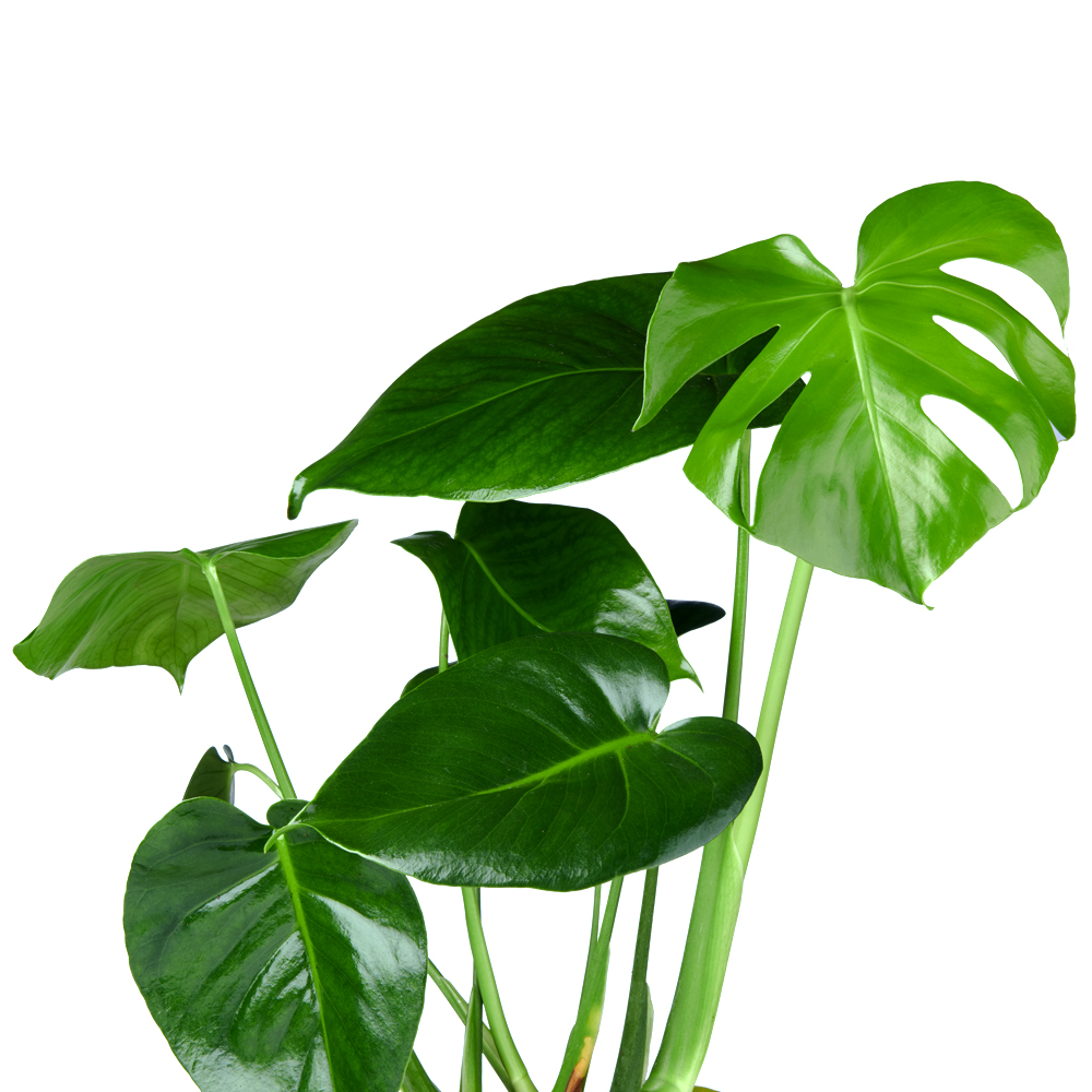 Monstera Gatenplant kenmerken