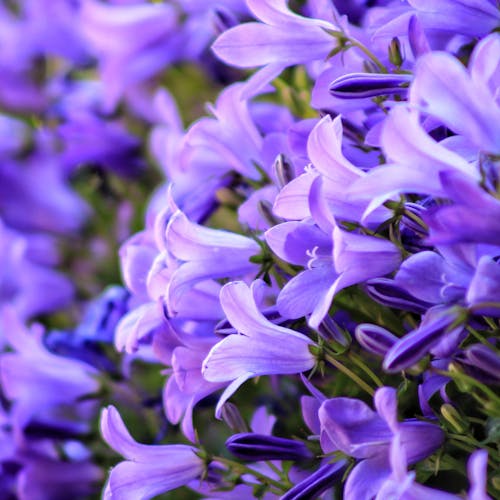 Campanula Verzorging