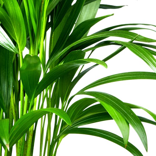 Howea Forsteriana | Kentia Palm Kenmerken