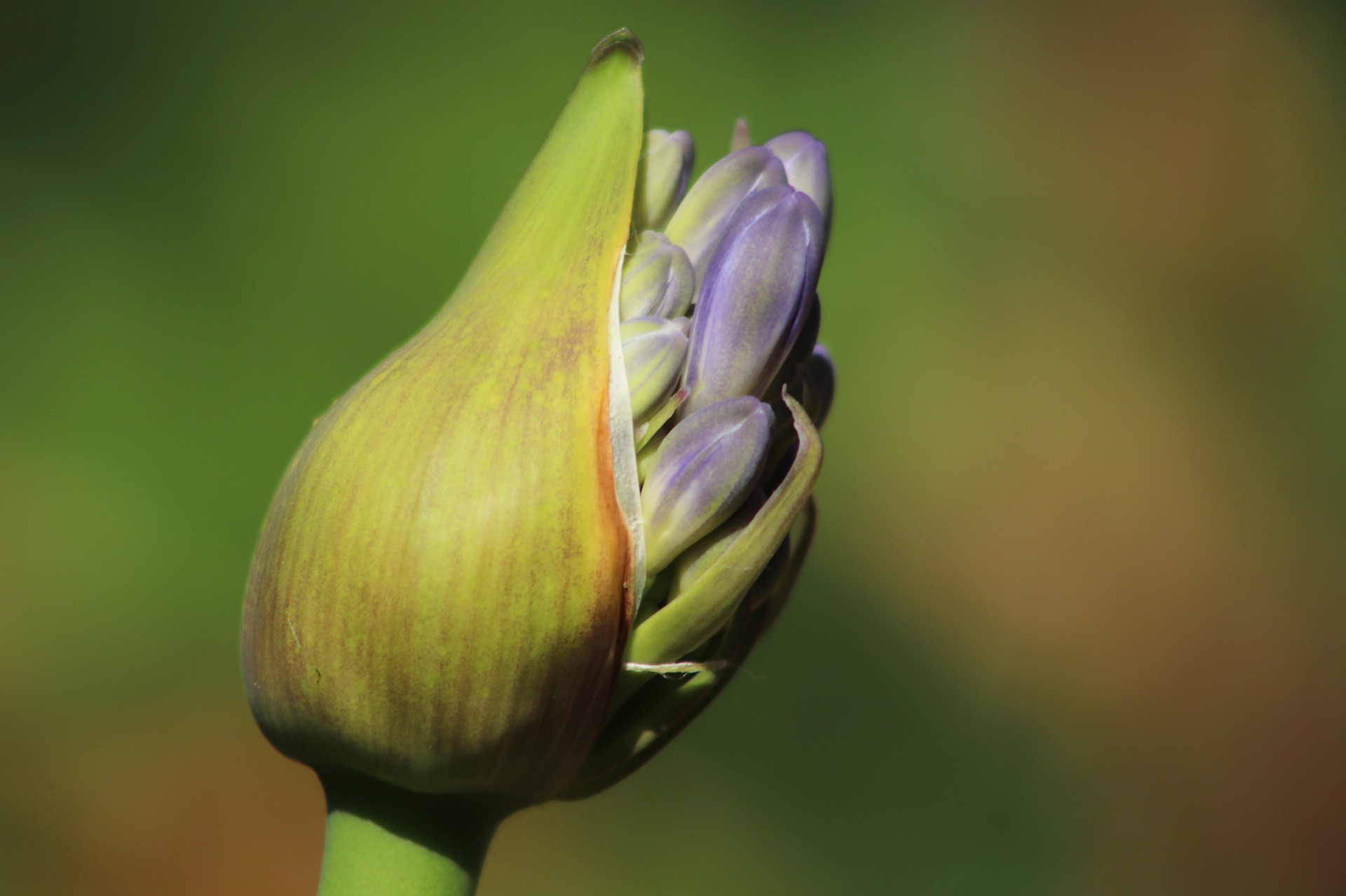 Agapanthus Bloeitijd Seizoen