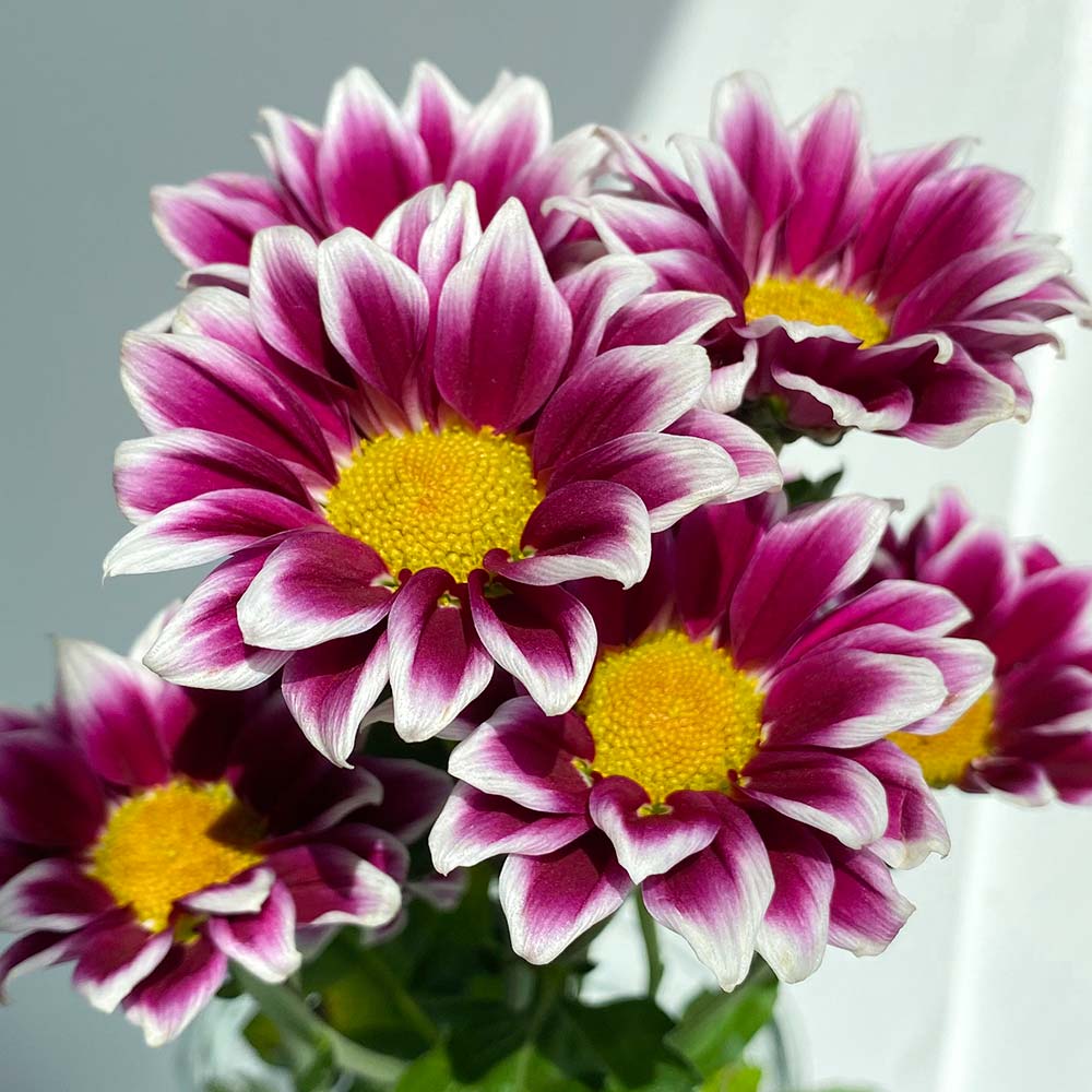 Chrysant herkenning