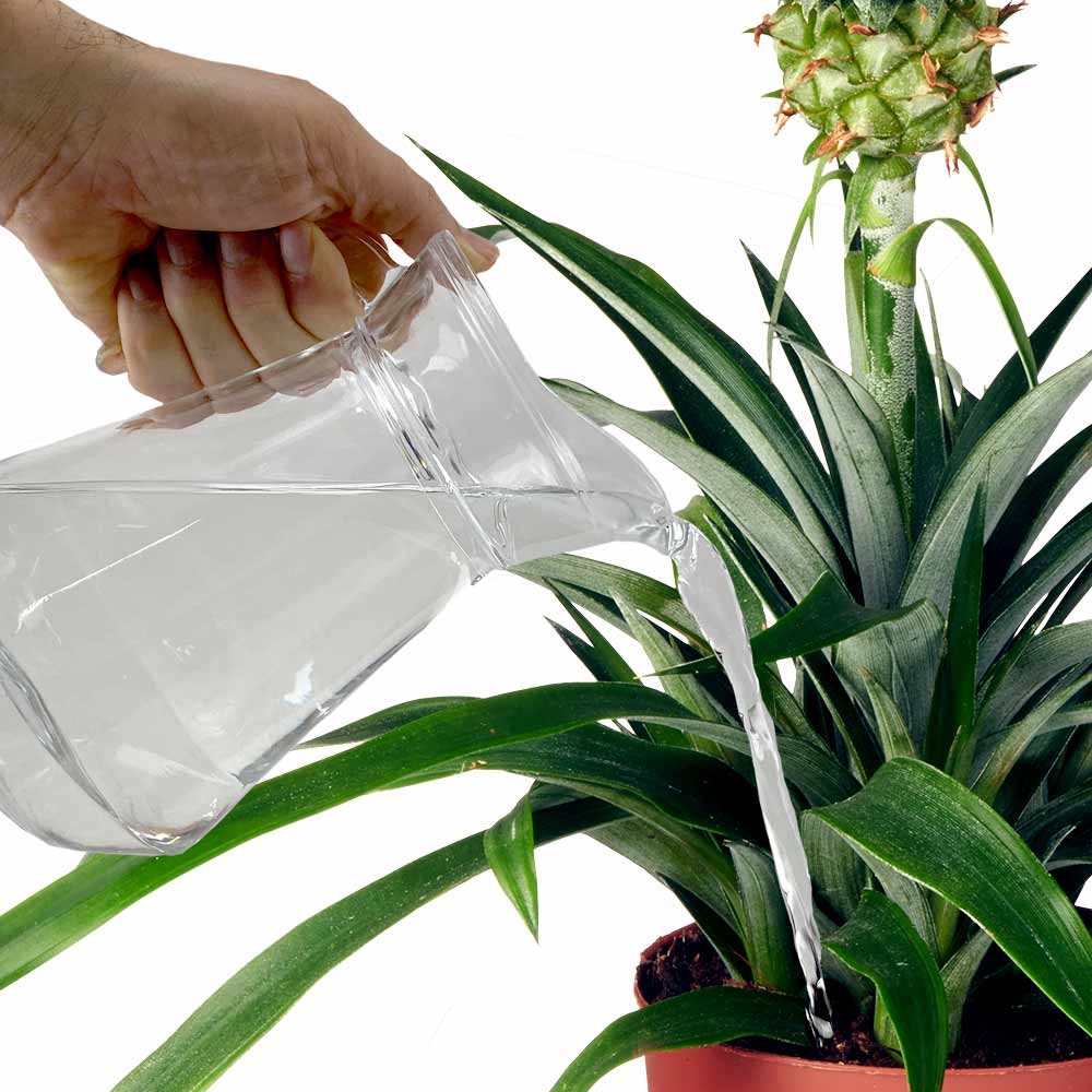 Bromelia Ananas Ananasplant water geven