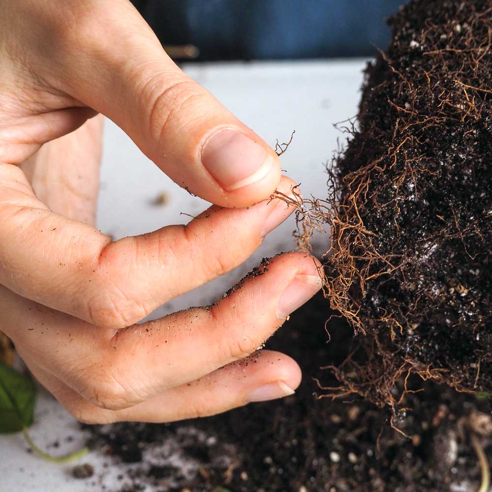 Succulent verplanten