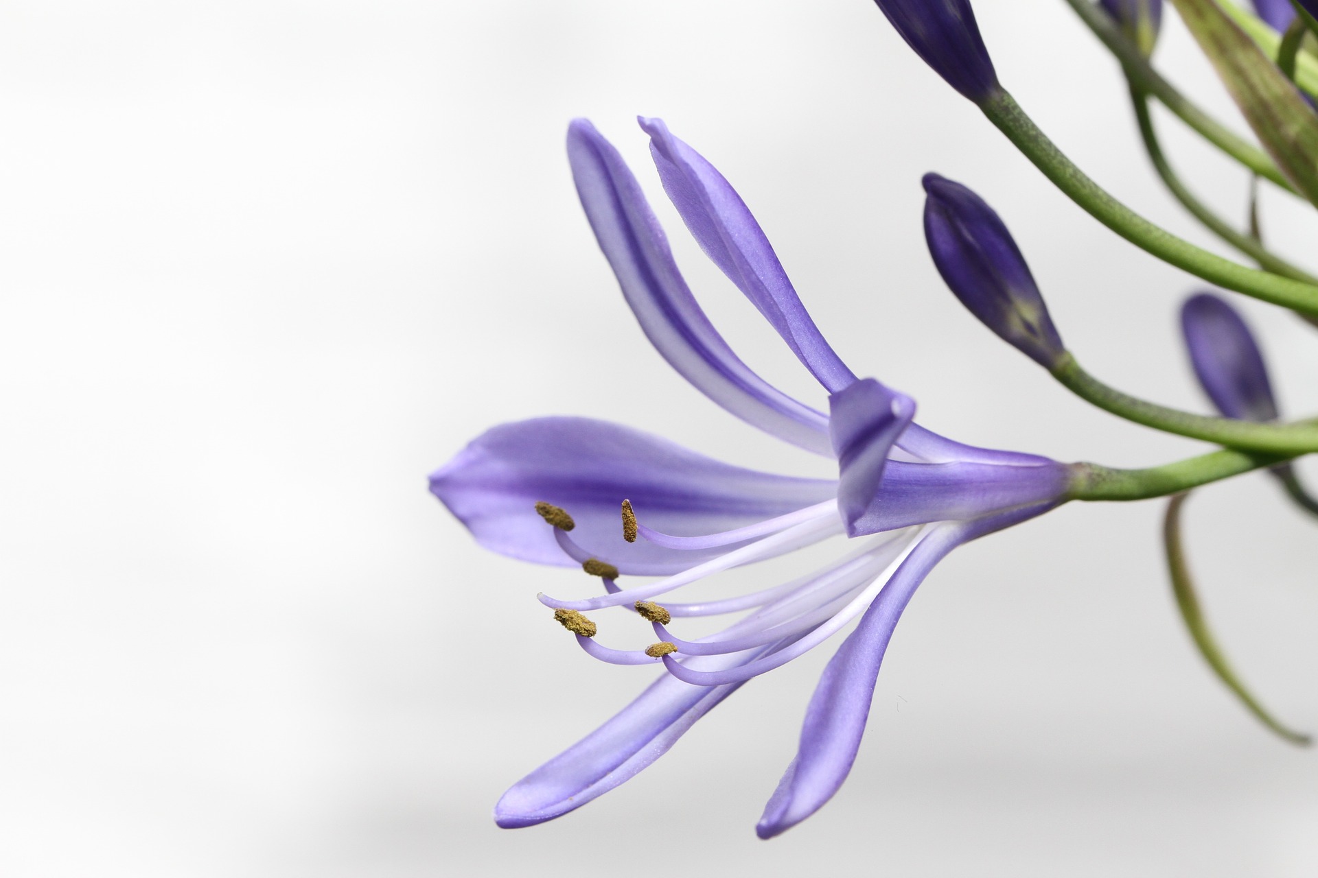 Betekenis kleuren Agapanthus