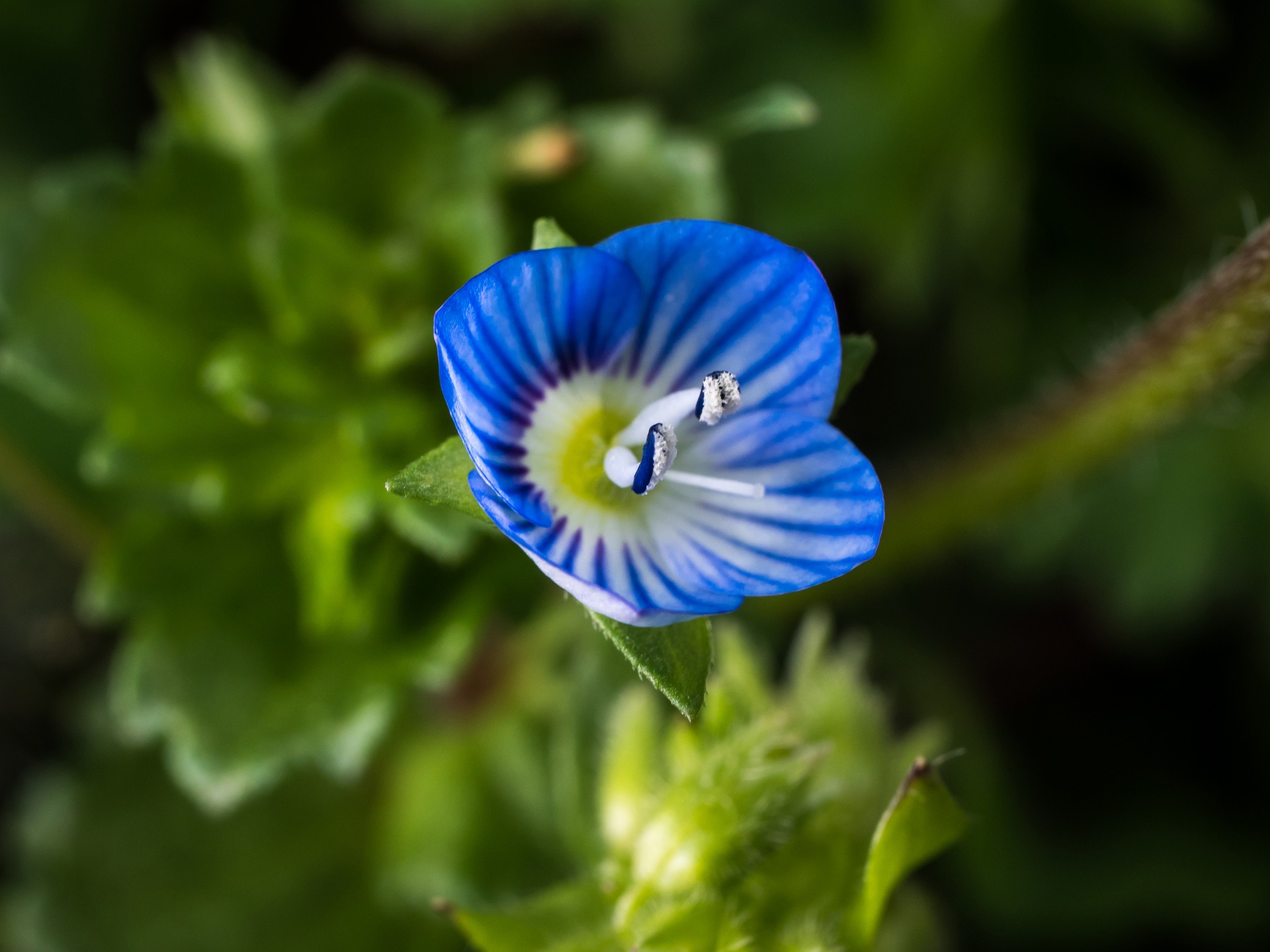 Veronica Geschiedenis