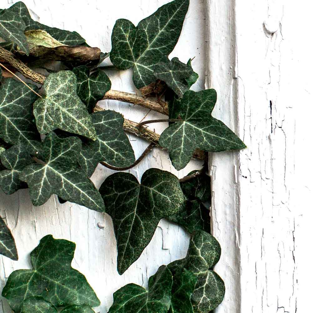 Hedera Klimop giftig