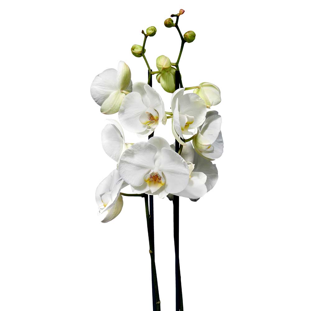 Phalaenopsis Orchidee ziektes