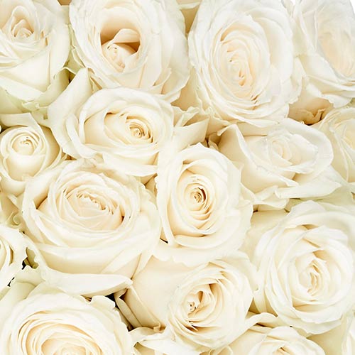 witte rozen in een zoom foto