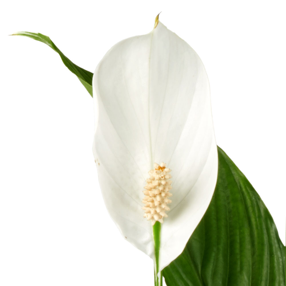Spathiphyllum Lepelplant ongedierte