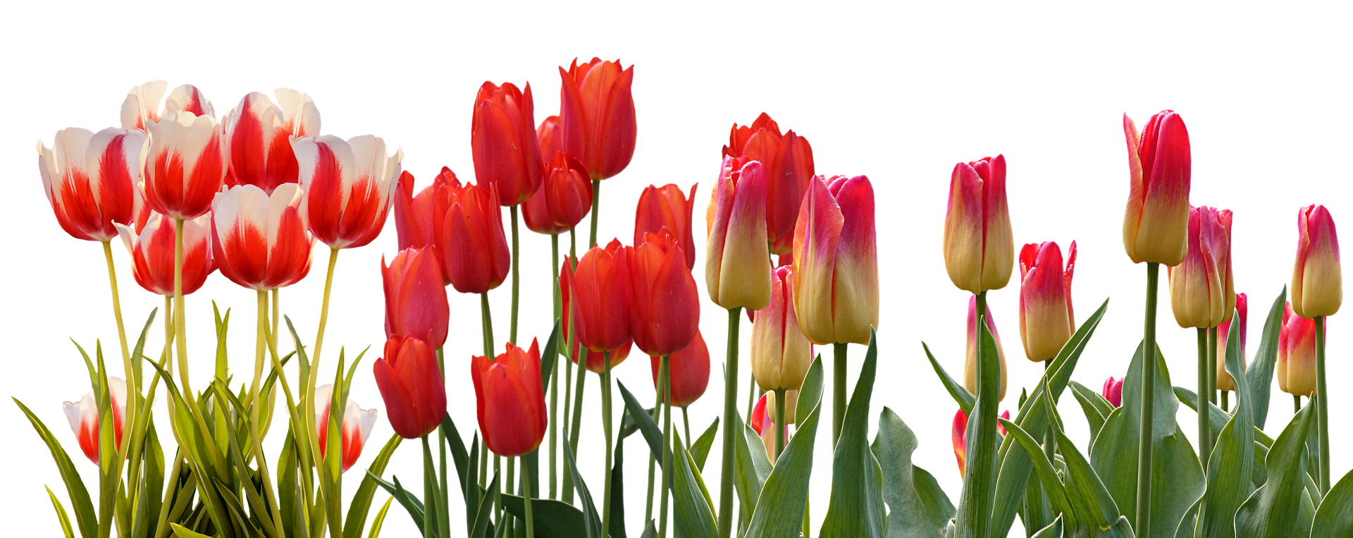 Soorten Tulpen