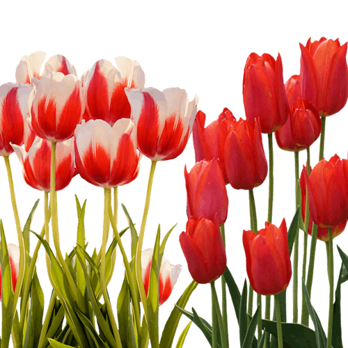 Soorten Tulpen