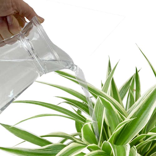 Chlorophytum Graslelie Spiderplant water geven