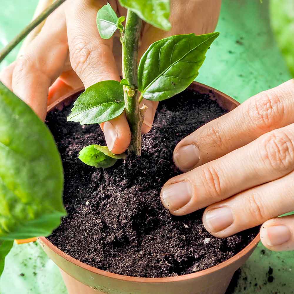 Hydrangea Hortensia verpotten