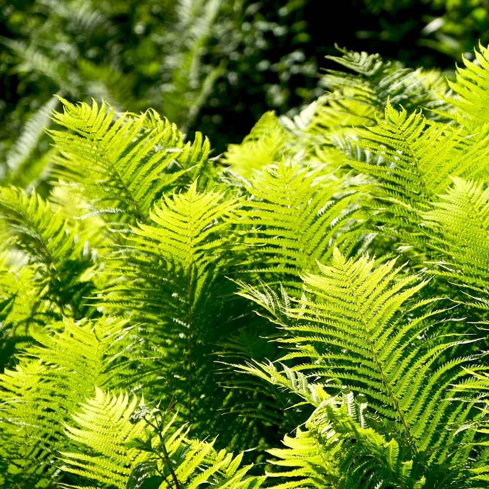 Nephrolepis Krulvaren oorsprong herkomst
