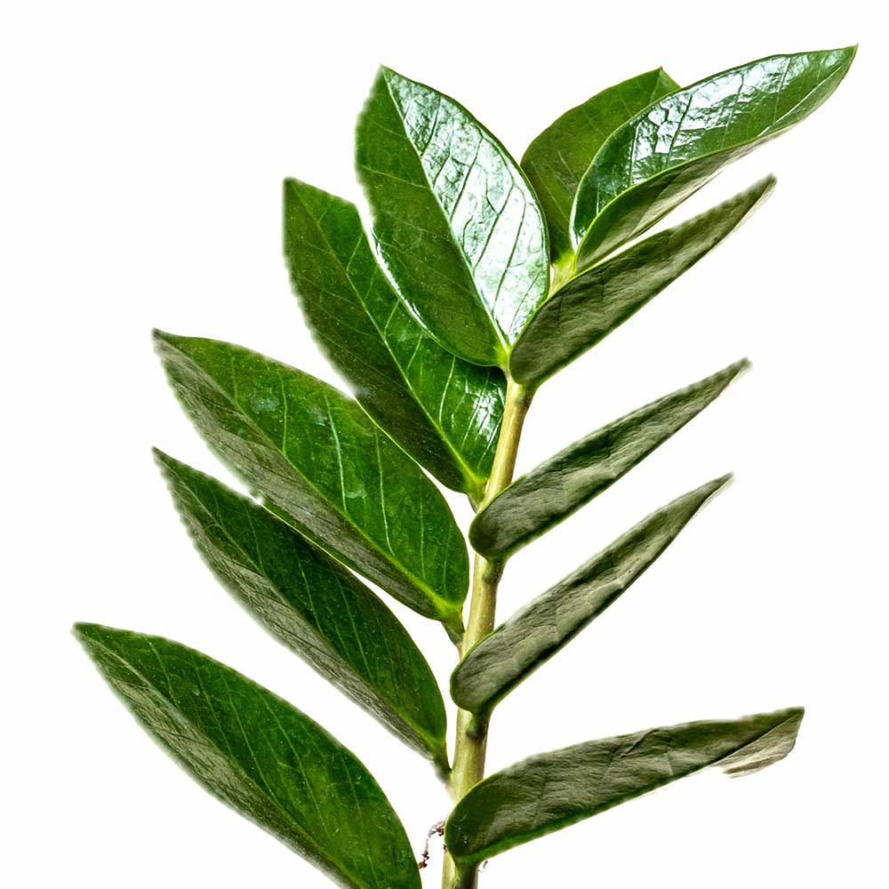 Zamioculcas ZZ-plant Emerald palm giftig