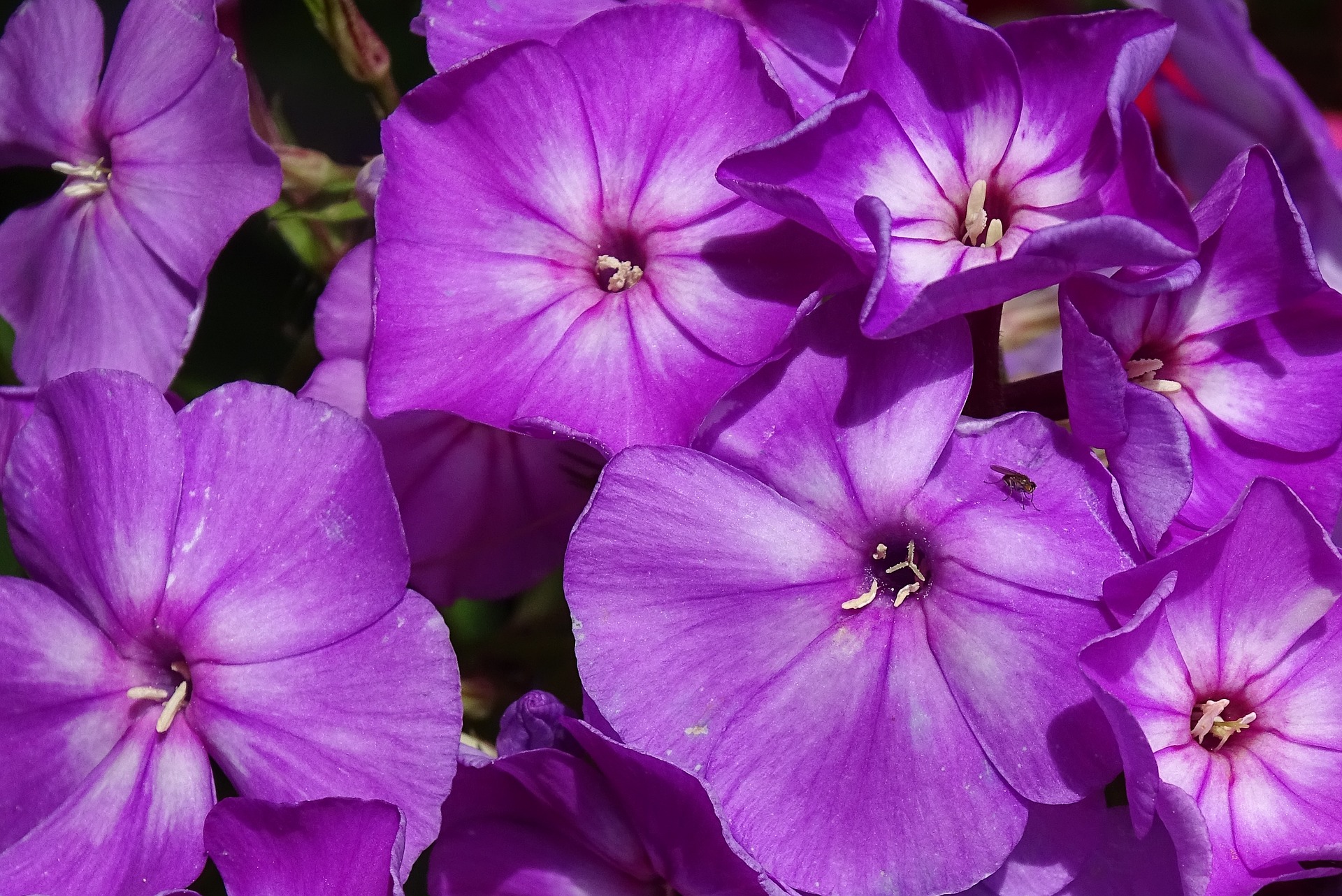 Phlox violet bloemen