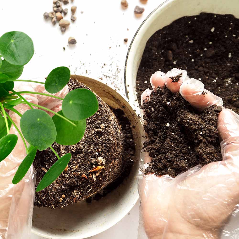 Pilea Peperomioides Pannenkoekenplant verpotten