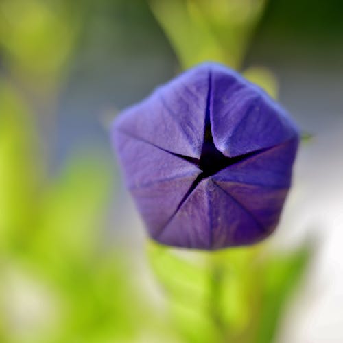 Campanula Bloeitijd