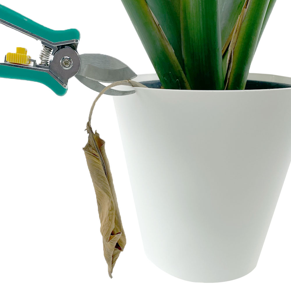 Monstera Gatenplant verzorging